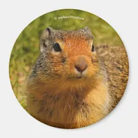 A Twitchy-Nosed Columbian Ground Squirrel Magnet