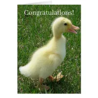 Pekin Duckling Congrats New Baby