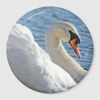 Profile of a Mute Swan Magnet