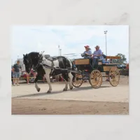 Pinto Draft Horse 2018 Mt. Pleasant, Iowa Postcard