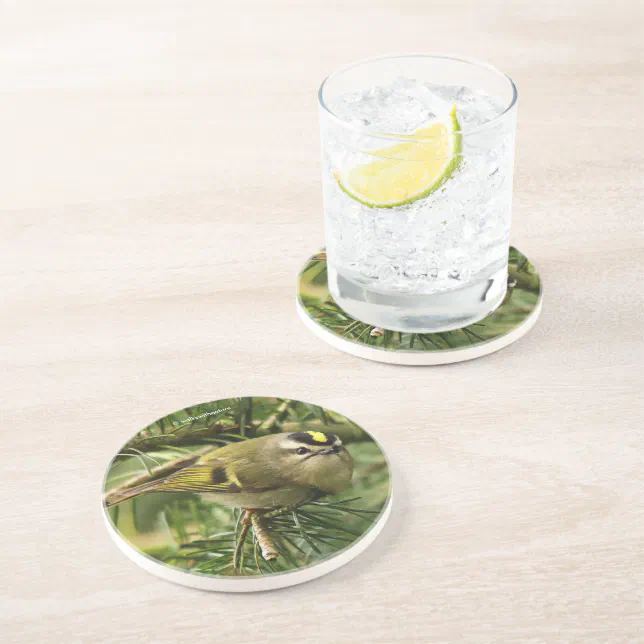 Cute Kinglet Songbird Causes a Stir in the Fir Coaster