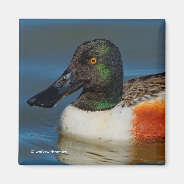 Closeup of a Handsome Northern Shoveler Duck Magnet