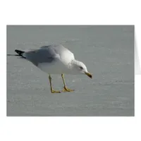 Seagull on Mississippi River Ice