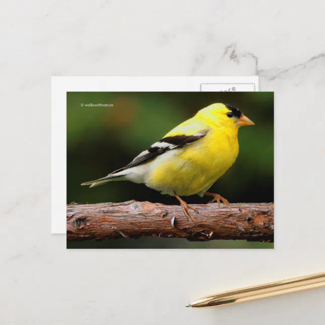 American Goldfinch Songbird on Arbutus Tree Postcard