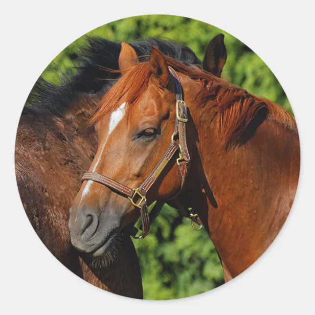 Two Beautiful Chestnut Horses in the Sun Classic Round Sticker