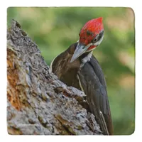 Stunning Portrait of Pileated Woodpecker on Tree Trivet