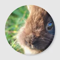 Lionhead Bunny Magnet