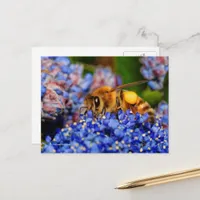 Honeybee Gathering Pollen From California Lilac Postcard