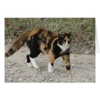 Torti Spooked
