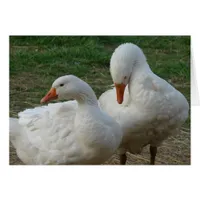 Two Geese