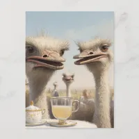 Ostrich Teatime Postcard