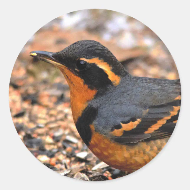 Beautiful Varied Thrush on the Snowy Ground Classic Round Sticker