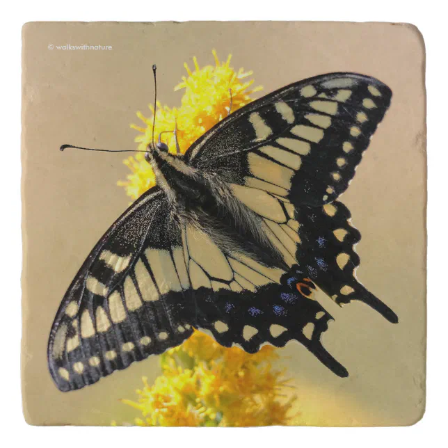 Beautiful Anise Swallowtail Butterfly in the Sun Trivet