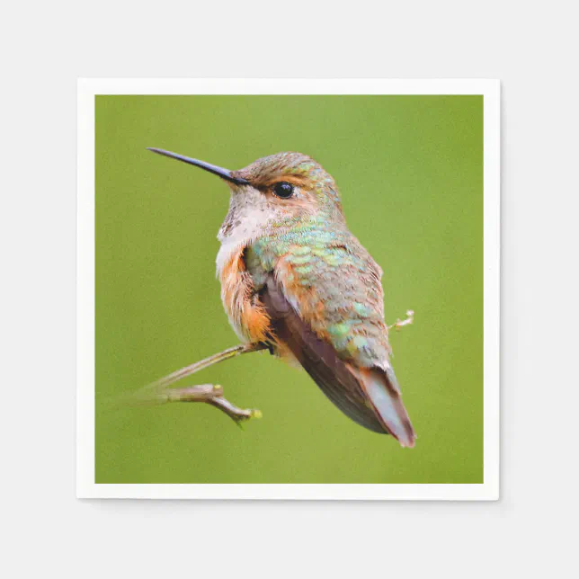 Rufous Hummingbird Sitting in the California Lilac Napkins