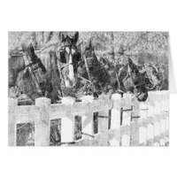 Line of Amish Horses Black and white Cards