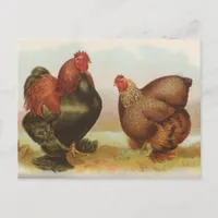 Partridge Cochins Postcard