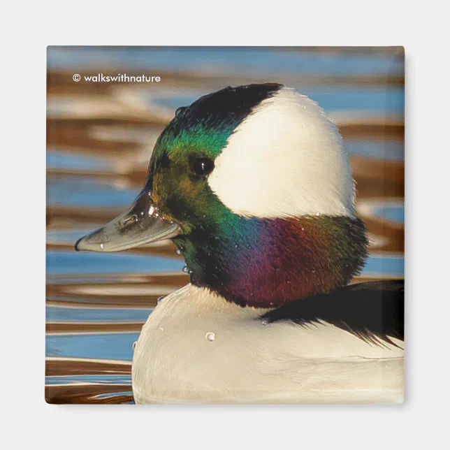 Male Bufflehead Duck in the Afternoon Sun Magnet