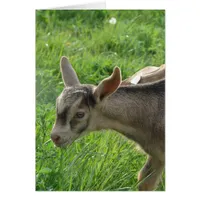 Thunder at Two-Weeks-Old