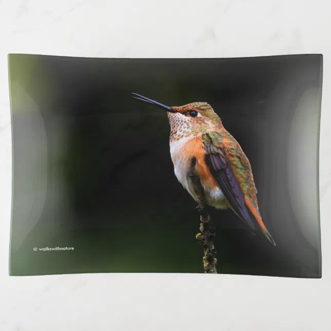 A Sweet Rufous Hummingbird Poses on the Fruit Tree Trinket Tray