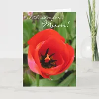 Tulip of Love  Card