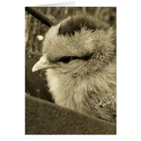 Chick Playing in the Garden