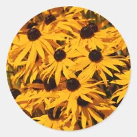 Rudbeckia Fulgida / Black-Eyed Susans Classic Round Sticker