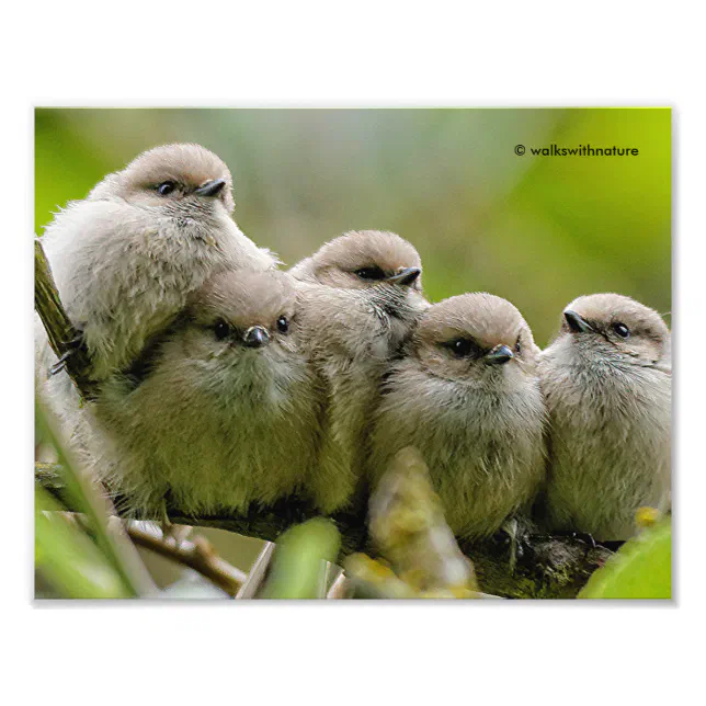 Heartwarming Cute Bushtits Songbirds Family Photo