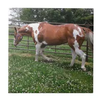 Paint Horse Mare Named Flashy Tile