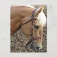 Western Palomino Postcard
