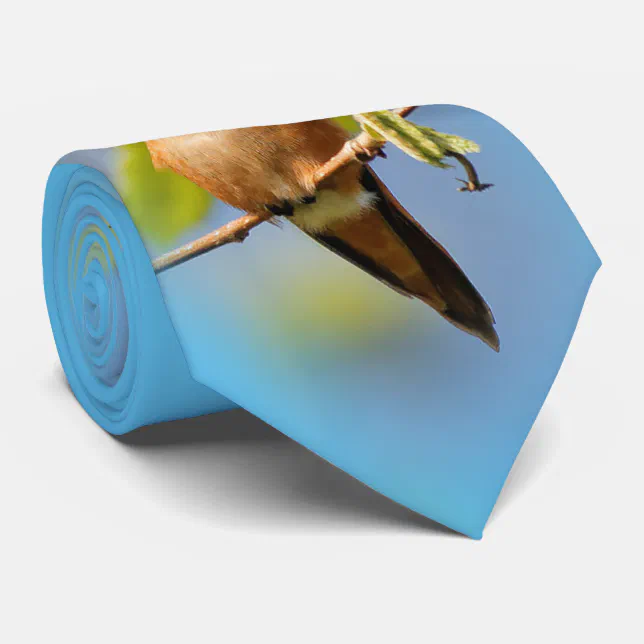 A Curious Rufous Hummingbird Neck Tie