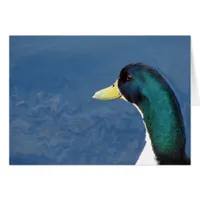 Ducky