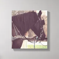 Amish Horse Canvas Print