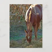 Horse in Sunset Postcard