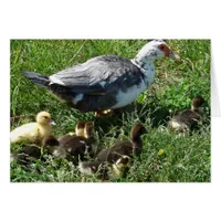 Muscovy Hen and Ducklings