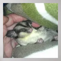 Sugar Glider Sleeping in Blanket Poster