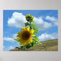 Poster - Sunflower on hill (horiz.)