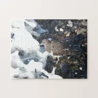 Stunning Black Turnstone Shorebird in the Surf Jigsaw Puzzle