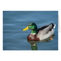 Mallard Duck All Occasions Greeting Card