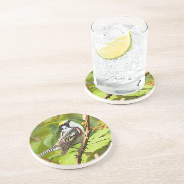 Chestnut-Sided Warbler Songbird on a Branch Coaster