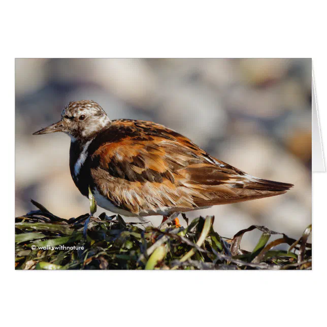 WWN Ruddy Turnstone at a Winter Beach