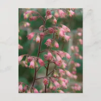 Coralbell Flowers Postcard