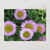 Pretty Lavender Erigeron Flowers Postcard