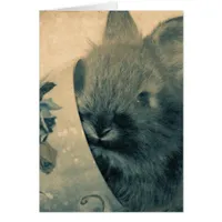 Adorable Faded Old Bunny Photo All Occasions