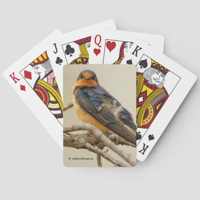 Trading Stares with a Barn Swallow Poker Cards