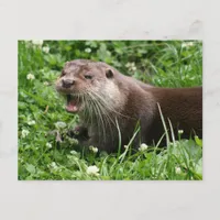 The Playful Spirit of the Eurasian Otter Postcard