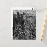 Amish Horse and Buggy Black and White Summer  Postcard
