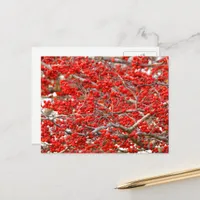 Bright Red Winterberries Holly Tree Berries Postcard