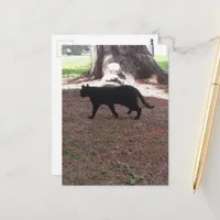 adorable stray black kitty postcard