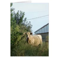 A Blue Bovine, All Occasion Blank Greeting Card