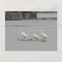 Pelicans and a Seagull Too Postcard